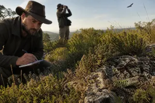 Naturalist quietly observing an ocellated lizard on rocky garrigue while companion scans the sky for an eagle near Puéchabon, in soft early golden light.