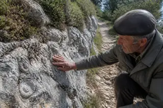Close-up of a villager kneeling beside a limestone outcrop, tracing fossils on a narrow footpath with wild Mediterranean plants under soft Languedoc light.